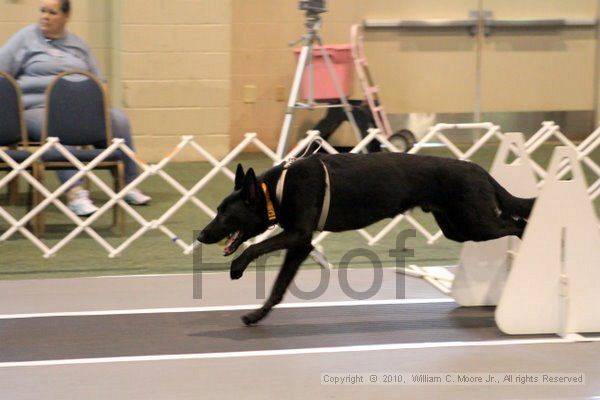 IMG_7019.jpg - Dawg Derby Flyball TournementJuly 10, 2010Classic CenterAthens, Ga