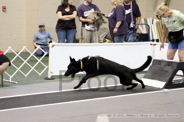 IMG_7027.jpg - Dawg Derby Flyball TournementJuly 10, 2010Classic CenterAthens, Ga