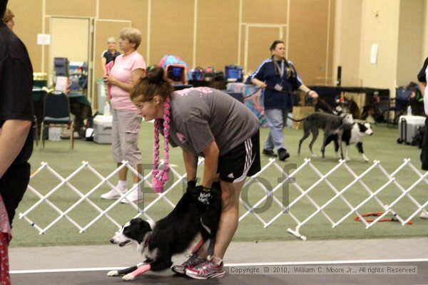 IMG_7049.jpg - Dawg Derby Flyball TournementJuly 10, 2010Classic CenterAthens, Ga