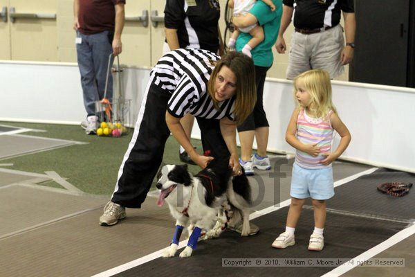 IMG_7053.jpg - Dawg Derby Flyball TournementJuly 10, 2010Classic CenterAthens, Ga