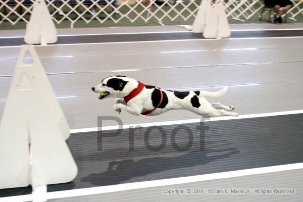 IMG_7069.jpg - Dawg Derby Flyball TournementJuly 10, 2010Classic CenterAthens, Ga