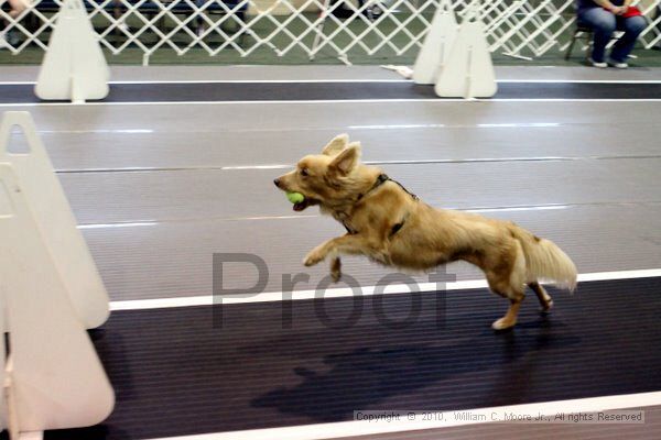 IMG_7083.jpg - Dawg Derby Flyball TournementJuly 10, 2010Classic CenterAthens, Ga