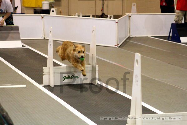 IMG_7113.jpg - Dawg Derby Flyball TournementJuly 10, 2010Classic CenterAthens, Ga