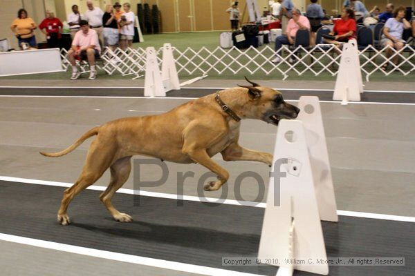 IMG_7119.jpg - Dawg Derby Flyball TournementJuly 10, 2010Classic CenterAthens, Ga