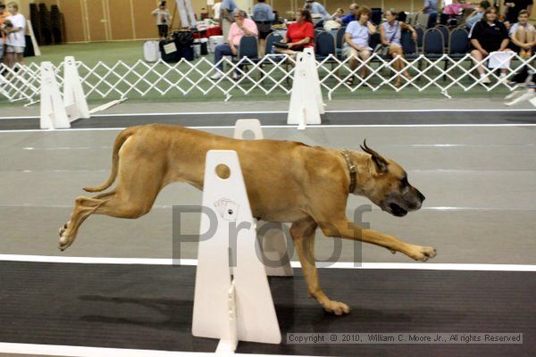 IMG_7120.jpg - Dawg Derby Flyball TournementJuly 10, 2010Classic CenterAthens, Ga