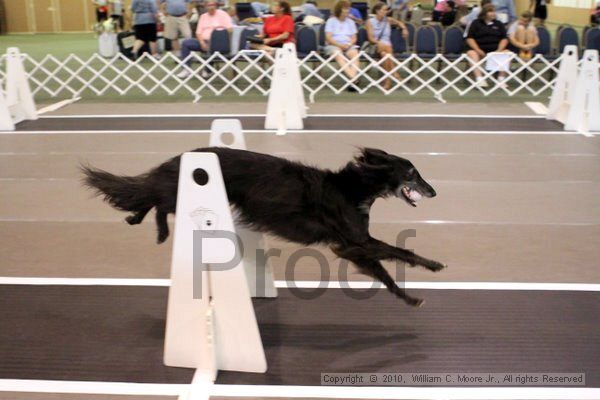 IMG_7125.jpg - Dawg Derby Flyball TournementJuly 10, 2010Classic CenterAthens, Ga