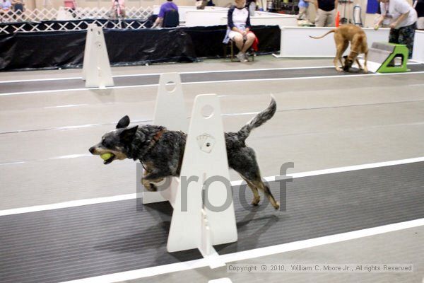 IMG_7126.jpg - Dawg Derby Flyball TournementJuly 10, 2010Classic CenterAthens, Ga