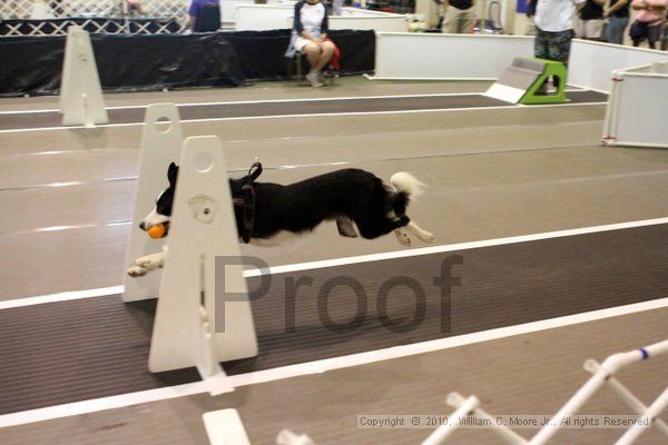 IMG_7133.jpg - Dawg Derby Flyball TournementJuly 10, 2010Classic CenterAthens, Ga