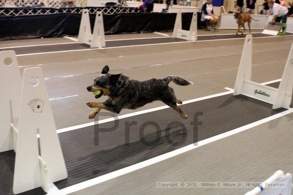 IMG_7134.jpg - Dawg Derby Flyball TournementJuly 10, 2010Classic CenterAthens, Ga