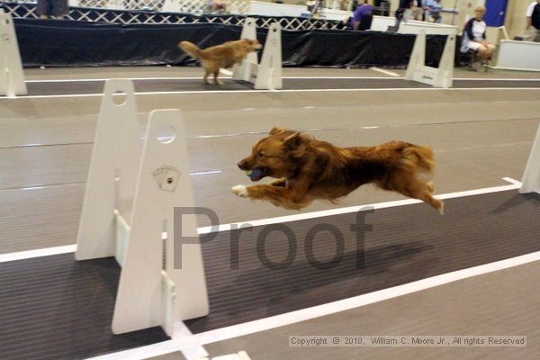 IMG_7139.jpg - Dawg Derby Flyball TournementJuly 10, 2010Classic CenterAthens, Ga