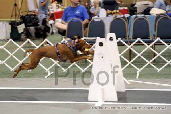 IMG_7157.jpg - Dawg Derby Flyball TournementJuly 10, 2010Classic CenterAthens, Ga