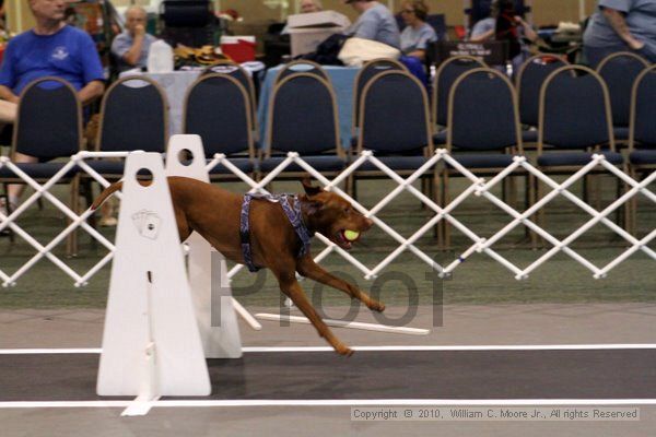 IMG_7158.jpg - Dawg Derby Flyball TournementJuly 10, 2010Classic CenterAthens, Ga