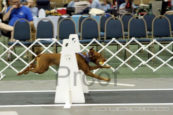 IMG_7166.jpg - Dawg Derby Flyball TournementJuly 10, 2010Classic CenterAthens, Ga