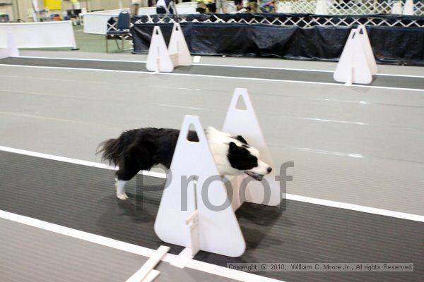 IMG_7175.jpg - Dawg Derby Flyball TournementJuly 10, 2010Classic CenterAthens, Ga