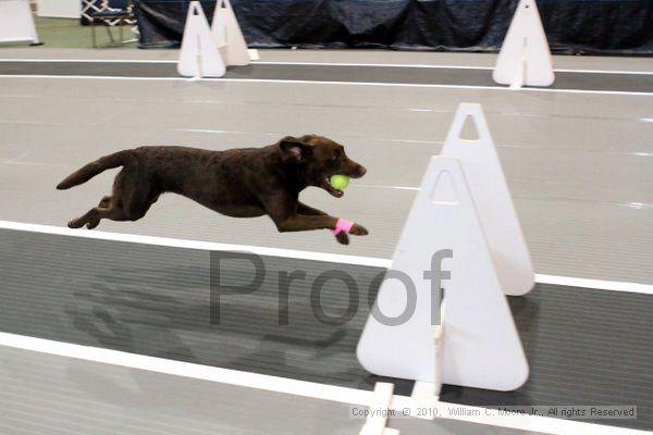 IMG_7177.jpg - Dawg Derby Flyball TournementJuly 10, 2010Classic CenterAthens, Ga