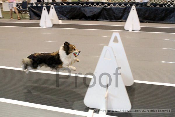 IMG_7181.jpg - Dawg Derby Flyball TournementJuly 10, 2010Classic CenterAthens, Ga