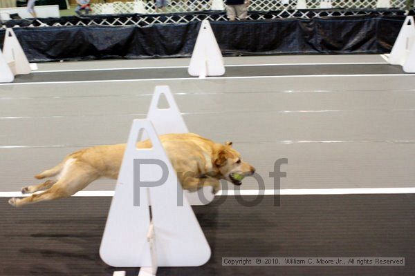 IMG_7184.jpg - Dawg Derby Flyball TournementJuly 10, 2010Classic CenterAthens, Ga