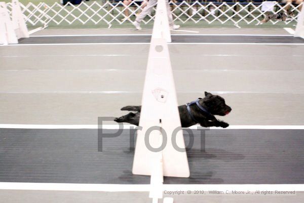IMG_7208.jpg - Dawg Derby Flyball TournementJuly 10, 2010Classic CenterAthens, Ga