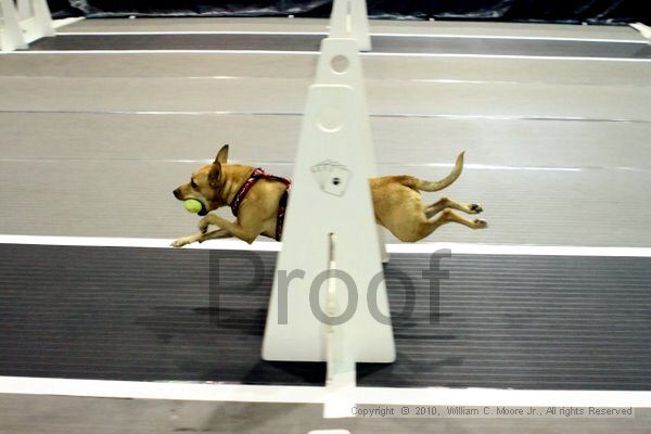 IMG_7230.jpg - Dawg Derby Flyball TournementJuly 10, 2010Classic CenterAthens, Ga