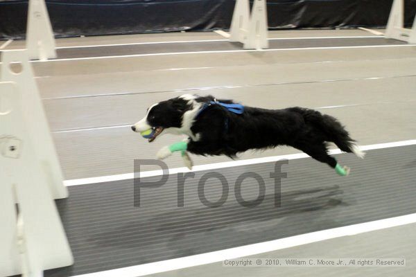 IMG_7266.jpg - Dawg Derby Flyball TournementJuly 10, 2010Classic CenterAthens, Ga