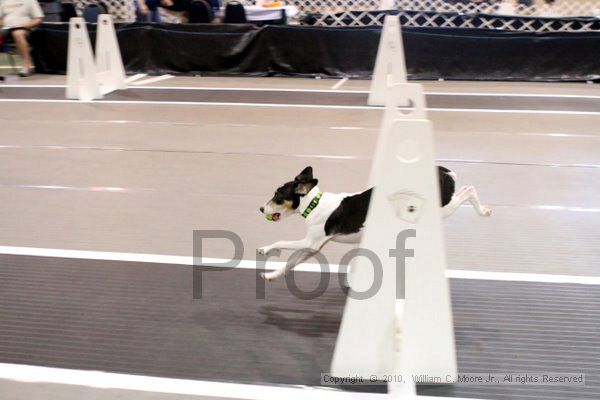 IMG_7286.jpg - Dawg Derby Flyball TournementJuly 10, 2010Classic CenterAthens, Ga