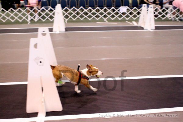 IMG_7305.jpg - Dawg Derby Flyball TournementJuly 10, 2010Classic CenterAthens, Ga