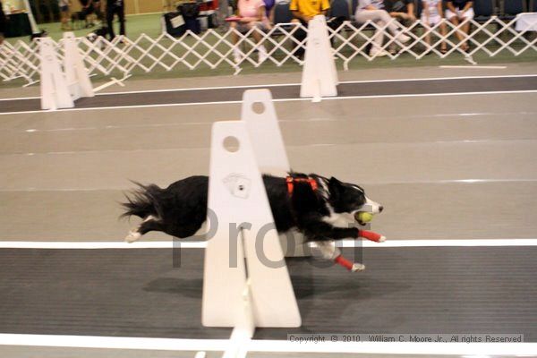 IMG_7313.jpg - Dawg Derby Flyball TournementJuly 10, 2010Classic CenterAthens, Ga