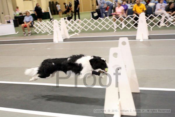 IMG_7314.jpg - Dawg Derby Flyball TournementJuly 10, 2010Classic CenterAthens, Ga