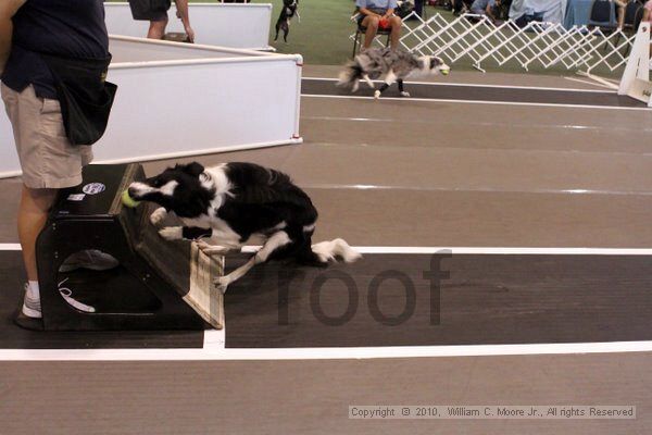 IMG_7338.jpg - Dawg Derby Flyball TournementJuly 10, 2010Classic CenterAthens, Ga