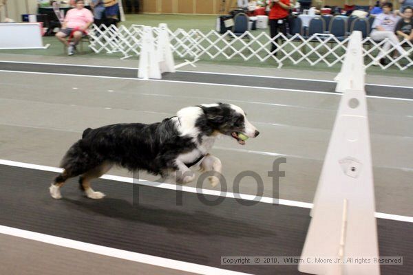 IMG_7345.jpg - Dawg Derby Flyball TournementJuly 10, 2010Classic CenterAthens, Ga