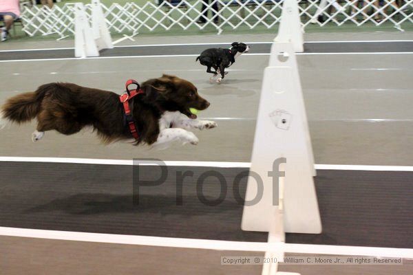 IMG_7347.jpg - Dawg Derby Flyball TournementJuly 10, 2010Classic CenterAthens, Ga