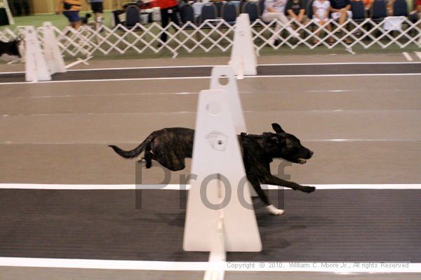 IMG_7353.jpg - Dawg Derby Flyball TournementJuly 10, 2010Classic CenterAthens, Ga