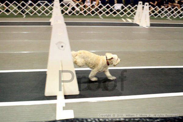 IMG_7373.jpg - Dawg Derby Flyball TournementJuly 10, 2010Classic CenterAthens, Ga