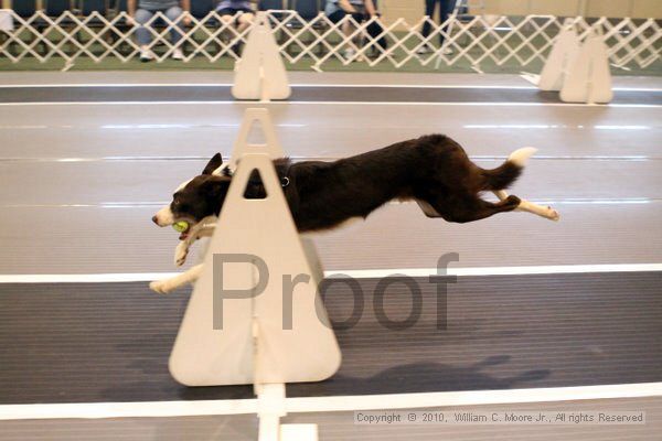 IMG_7387.jpg - Dawg Derby Flyball TournementJuly 10, 2010Classic CenterAthens, Ga