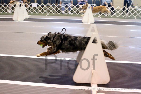 IMG_7390.jpg - Dawg Derby Flyball TournementJuly 10, 2010Classic CenterAthens, Ga