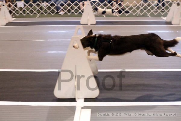 IMG_7395.jpg - Dawg Derby Flyball TournementJuly 10, 2010Classic CenterAthens, Ga