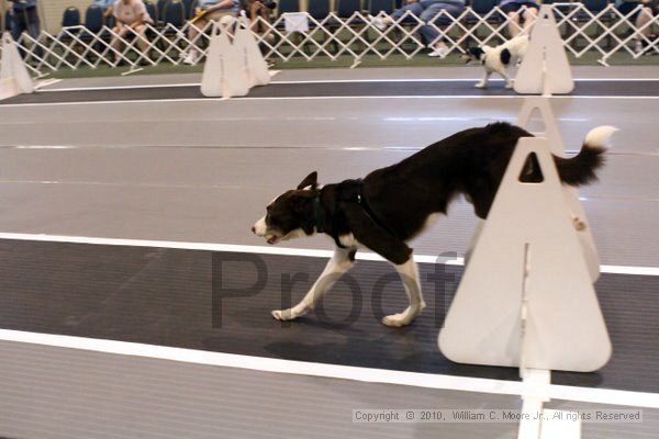 IMG_7396.jpg - Dawg Derby Flyball TournementJuly 10, 2010Classic CenterAthens, Ga