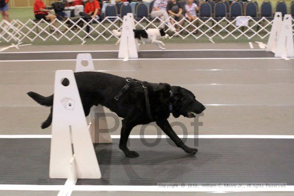IMG_7400.jpg - Dawg Derby Flyball TournementJuly 10, 2010Classic CenterAthens, Ga