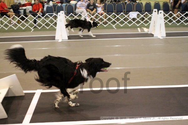 IMG_7403.jpg - Dawg Derby Flyball TournementJuly 10, 2010Classic CenterAthens, Ga