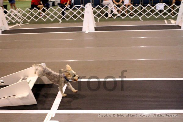 IMG_7405.jpg - Dawg Derby Flyball TournementJuly 10, 2010Classic CenterAthens, Ga