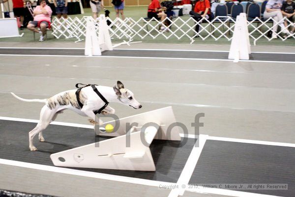 IMG_7406.jpg - Dawg Derby Flyball TournementJuly 10, 2010Classic CenterAthens, Ga