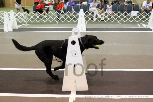 IMG_7411.jpg - Dawg Derby Flyball TournementJuly 10, 2010Classic CenterAthens, Ga