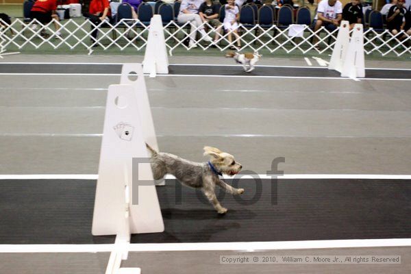 IMG_7415.jpg - Dawg Derby Flyball TournementJuly 10, 2010Classic CenterAthens, Ga
