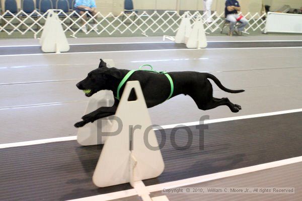 IMG_7427.jpg - Dawg Derby Flyball TournementJuly 10, 2010Classic CenterAthens, Ga