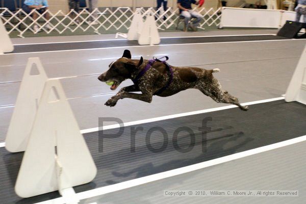 IMG_7433.jpg - Dawg Derby Flyball TournementJuly 10, 2010Classic CenterAthens, Ga