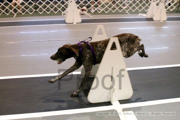 IMG_7434.jpg - Dawg Derby Flyball TournementJuly 10, 2010Classic CenterAthens, Ga