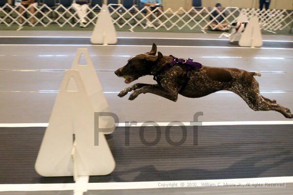 IMG_7440.jpg - Dawg Derby Flyball TournementJuly 10, 2010Classic CenterAthens, Ga