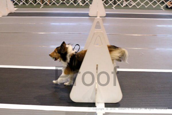 IMG_7451.jpg - Dawg Derby Flyball TournementJuly 10, 2010Classic CenterAthens, Ga