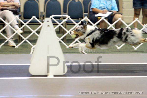 IMG_7454.jpg - Dawg Derby Flyball TournementJuly 10, 2010Classic CenterAthens, Ga