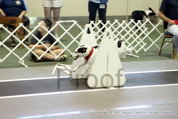 IMG_7461.jpg - Dawg Derby Flyball TournementJuly 10, 2010Classic CenterAthens, Ga